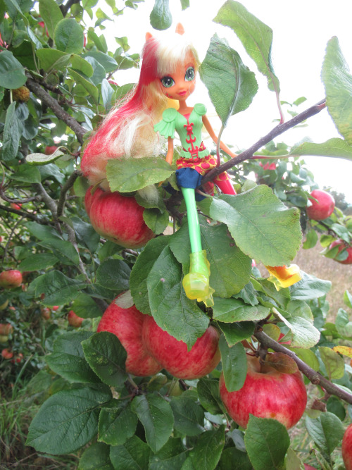 Applejack is visiting the apple orchards of Cotehele.In Cornwall, England.This is photo 341 of 365.H