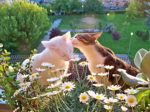 fruitandflowercrowns:oh, to be a cat in love…source