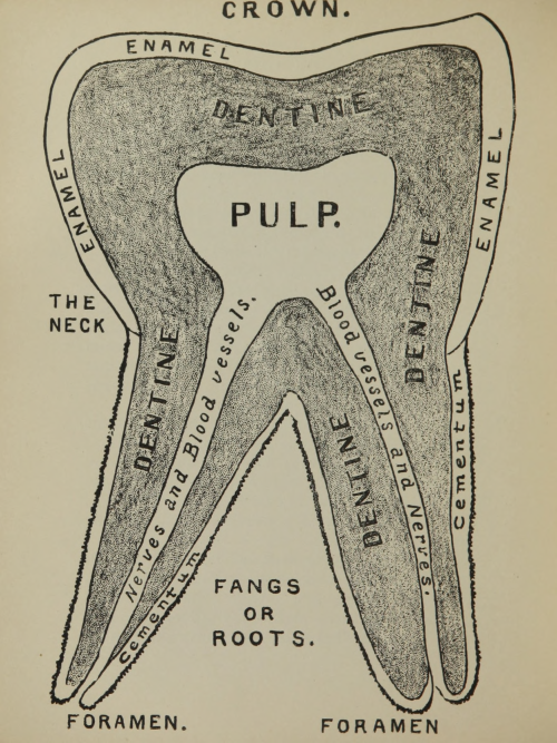 The tooth. What I know about human teeth, and how to preserve them. 1885.Internet Archive