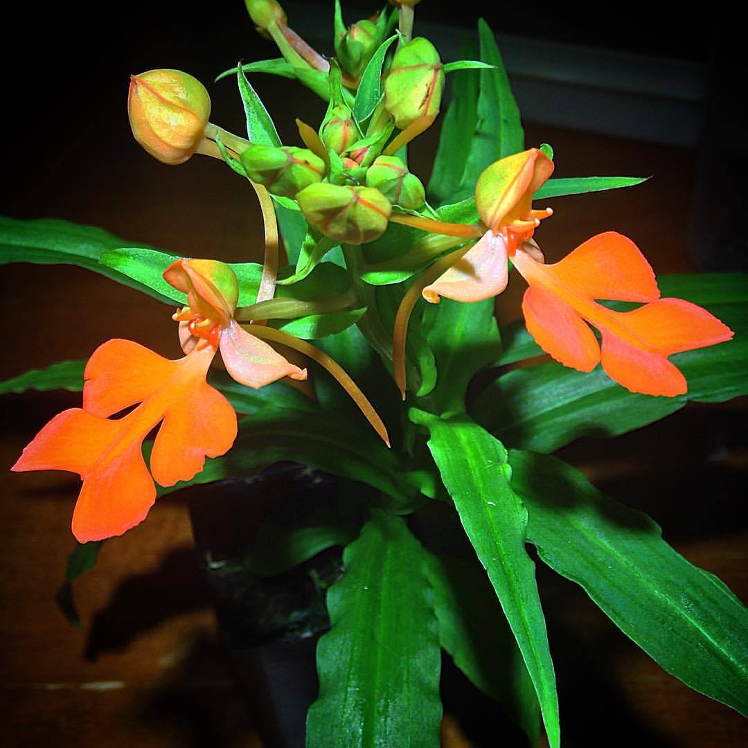 youcanleadahorticulture:  Habenaria rhodocheila 