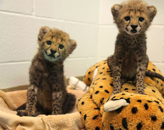 Are you feeling kind of down right now? It’s not your fault that you forgot what baby cheetahs look like. Really. One time I did too.