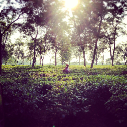 Tea garden in Assam, India