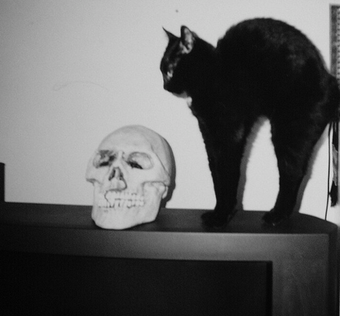 Le Chat Noir