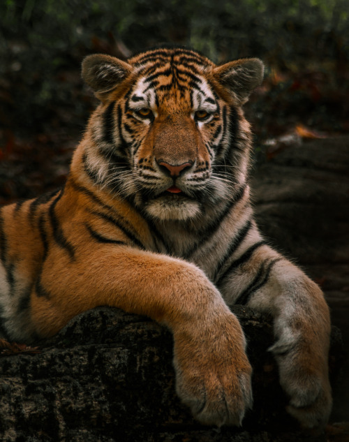 Some recent edits of zoo portraits I have taken over the past several years. I hope they bring some 