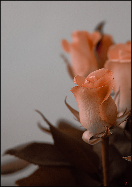 sugarissweetlove:  speak-softly-my-love:  Ciao Debbi….:) submitted by  my friend