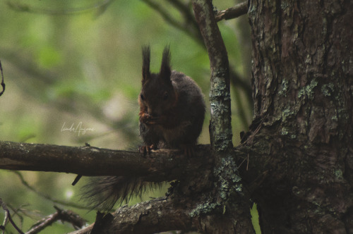 red squirrel