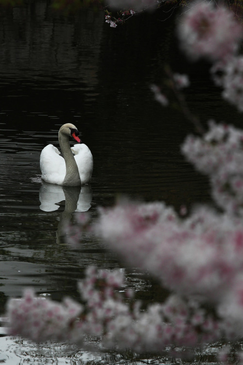 Swan and Cherry-Blossom at Kurashiki[IMG_2073ks] By : Takayuki Suzuki