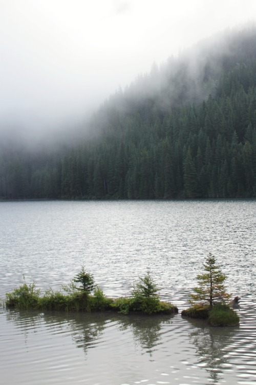 matchbox-mouse:Foggy morning in the mountains, Alberta.