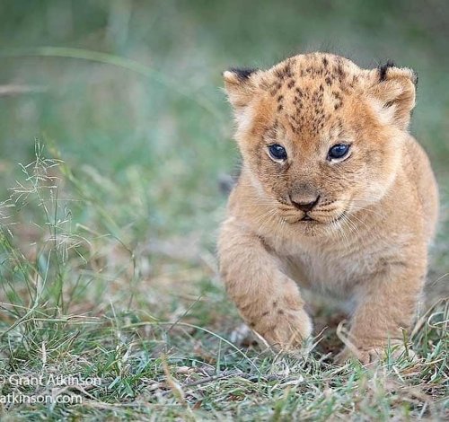 Unforgettable 9 Nights Big Cats Luxury Photographic Safari to the Mara next month March 17_ 26th wit