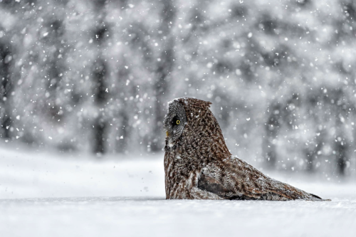 nubbsgalore:  les animaux en hiver, part two. photos by greg schneider, daniel parent, christopher dodds, michael cummings, roeselien raimond, michelle valberg and dan kitwood (see also: part one and birds)  