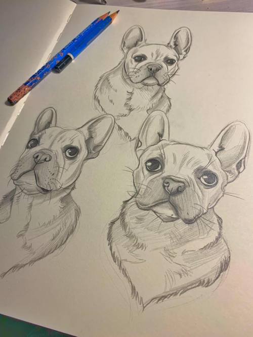 Working on a little Frenchie commission <3 