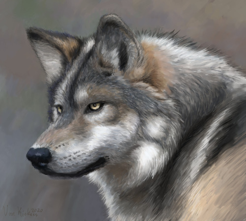 Lynx And Wolf. A Couple Of Color/photo Studies I Painted Some Time Ago.