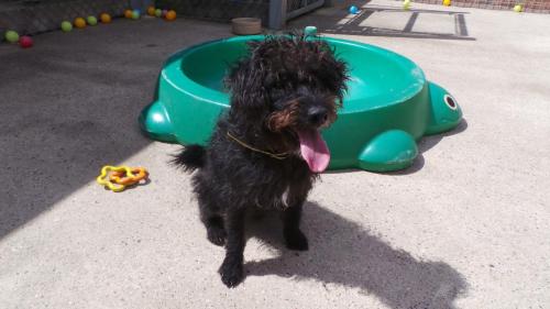 Dog of the DayAlex, from Dogs Trust, Salisbury. Click here for more info on adoption or ways to dona