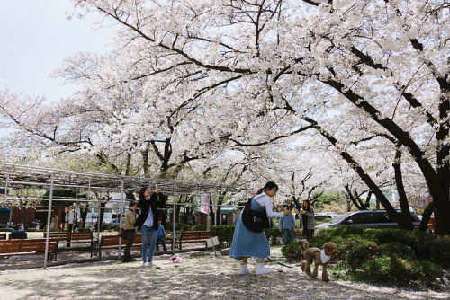 Cherry blossoms at Jeongdok Library.
