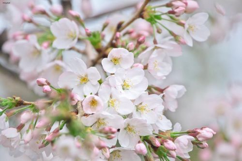 27 March 2022. Cherry blossoms in Tokyo, Japan ♥