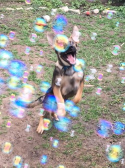 awwww-cute:  Bubble Machine. Totally worth