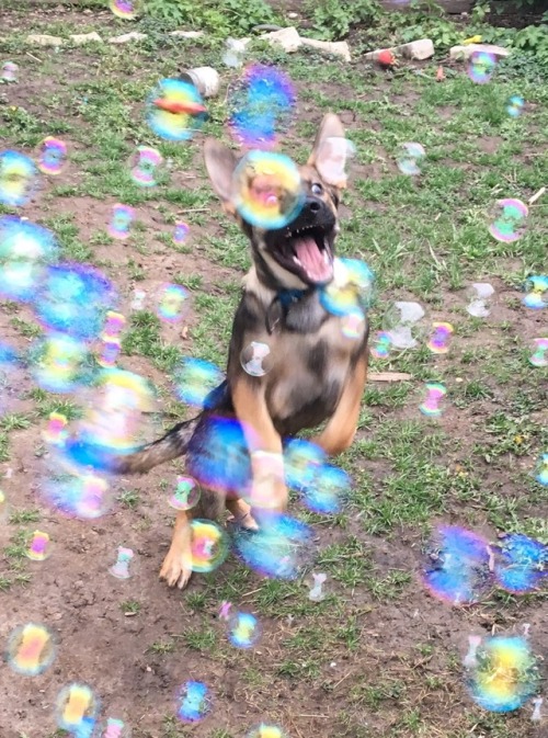 awwww-cute:  Bubble Machine. Totally worth adult photos