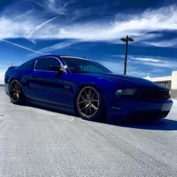 musclefords:  @igfords #ford#Mustang#SVT tag-&gt; #american_muscle_mustangs / @bax_grow / nice and clean