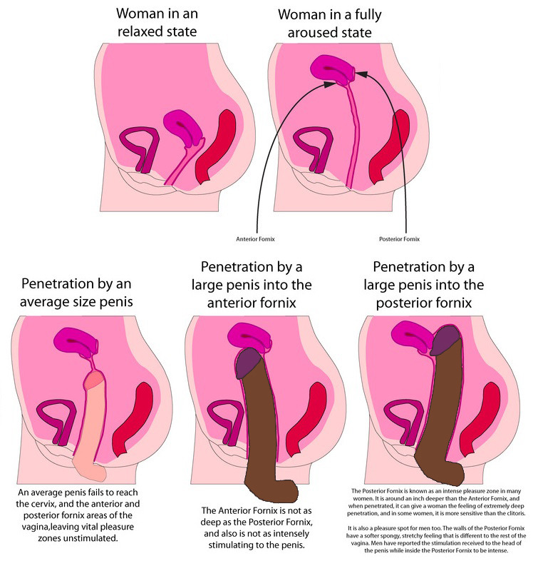 cuckoldressfiancee: Why we are size queens   I hope this helps to explain why woman
