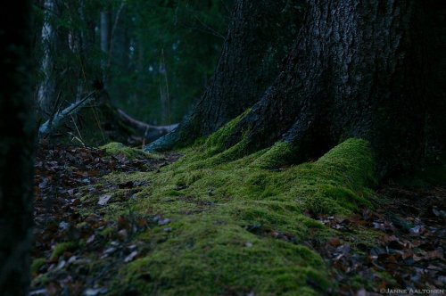 spiritofthewoodlands:hidden path by windsormagistus