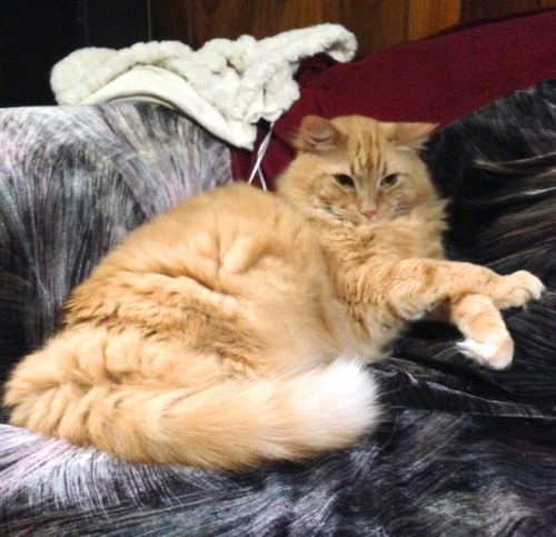 Rubedo on his favorite couch, being dainty and floofy(submitted by @lunarreverb)