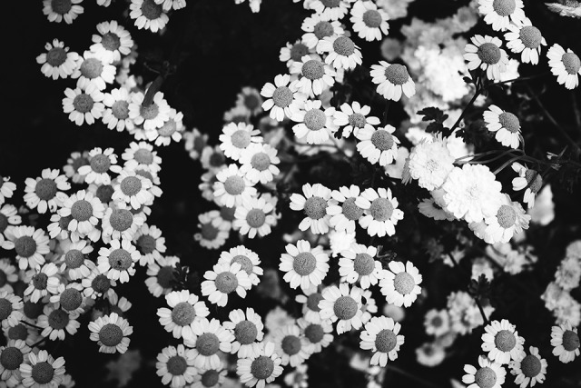 #b&w flowers on Tumblr