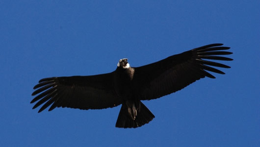 Condors drive cougars to kill more     Cougars abandon kills due to harassment from Andean condors, forcing them to hunt more to sustain themselves.