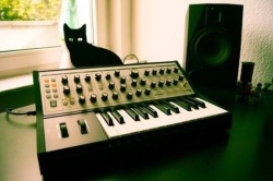 SynthCats