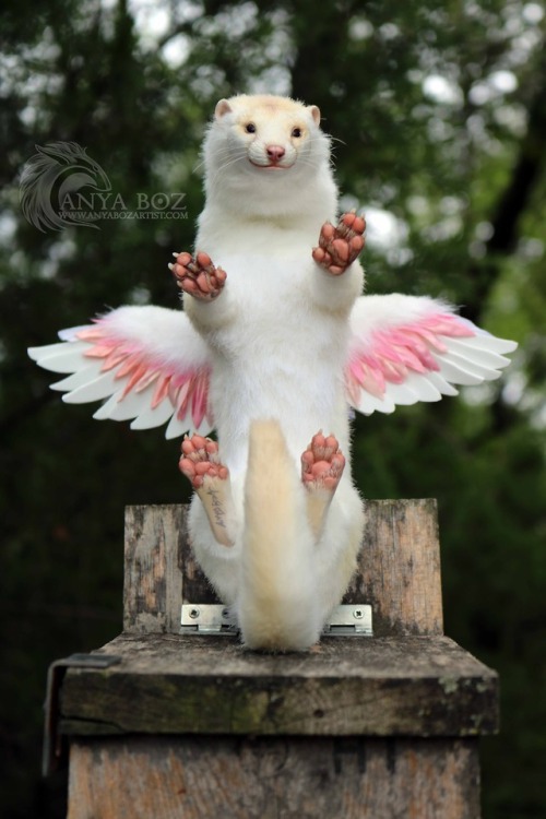 anyaboz:Winged Mink Room GuardianCommission NFSHoly Moly I am in love with this little mink! I don’t