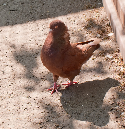 May 12 2011. A zoo in Zaporizhia city. Gorgeous King pigeon roo with molting, but yet very fluffy ne