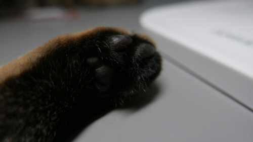 myheartleapt:Mochi’s paws + tail (@mochi_beaucoup)