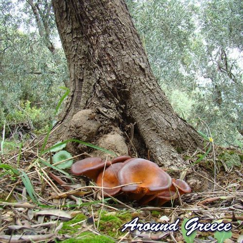 Autumn Colours from Melies in Pelion ift.tt/2yusIn2 #Autumn #Melies #Pelion #Greece #Pilio #