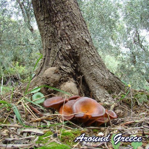 Autumn Colours from Melies in Pelion https://ift.tt/2yusIn2 #Autumn #Melies #Pelion #Greece #Pilio #