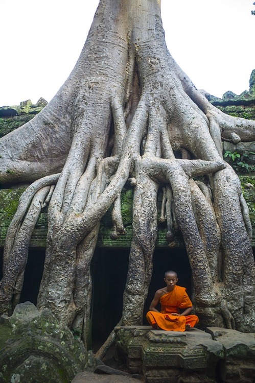 kelledia:  Buddhist monk meditates under a tree in Ta Phrom Temple. Angkor Wat Complex (Cambodia). P