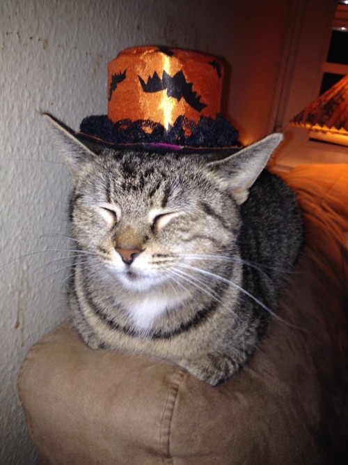 ajaxblacknight:Happy Halloween from Denmark! My cat Neya is in the Halloween spirit, wearing this cu