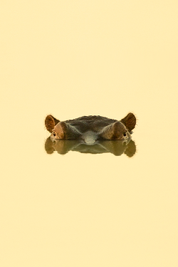 vurtual:  The Golden Mirror (by Marsel van Oosten)This was shot at sunrise at a waterhole, next to our camp in South Africa.There was only one hippo in the water, and was keeping an eye on me constantly. The golden sunrise colors reflected nicely off