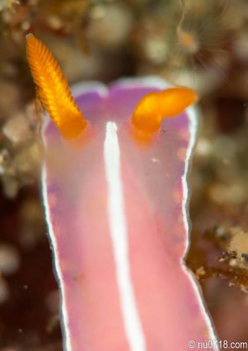 シモダイロウミウシ Hypselodoris shimodaensis (Baba, 1994)