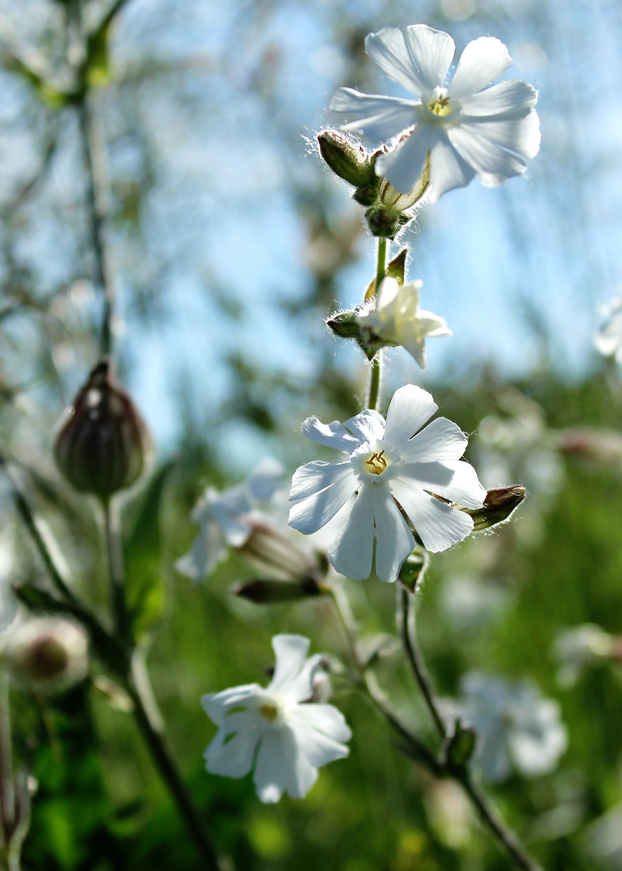 walking-geema:  White Cockle ~ Hedgerow       walking-geema 