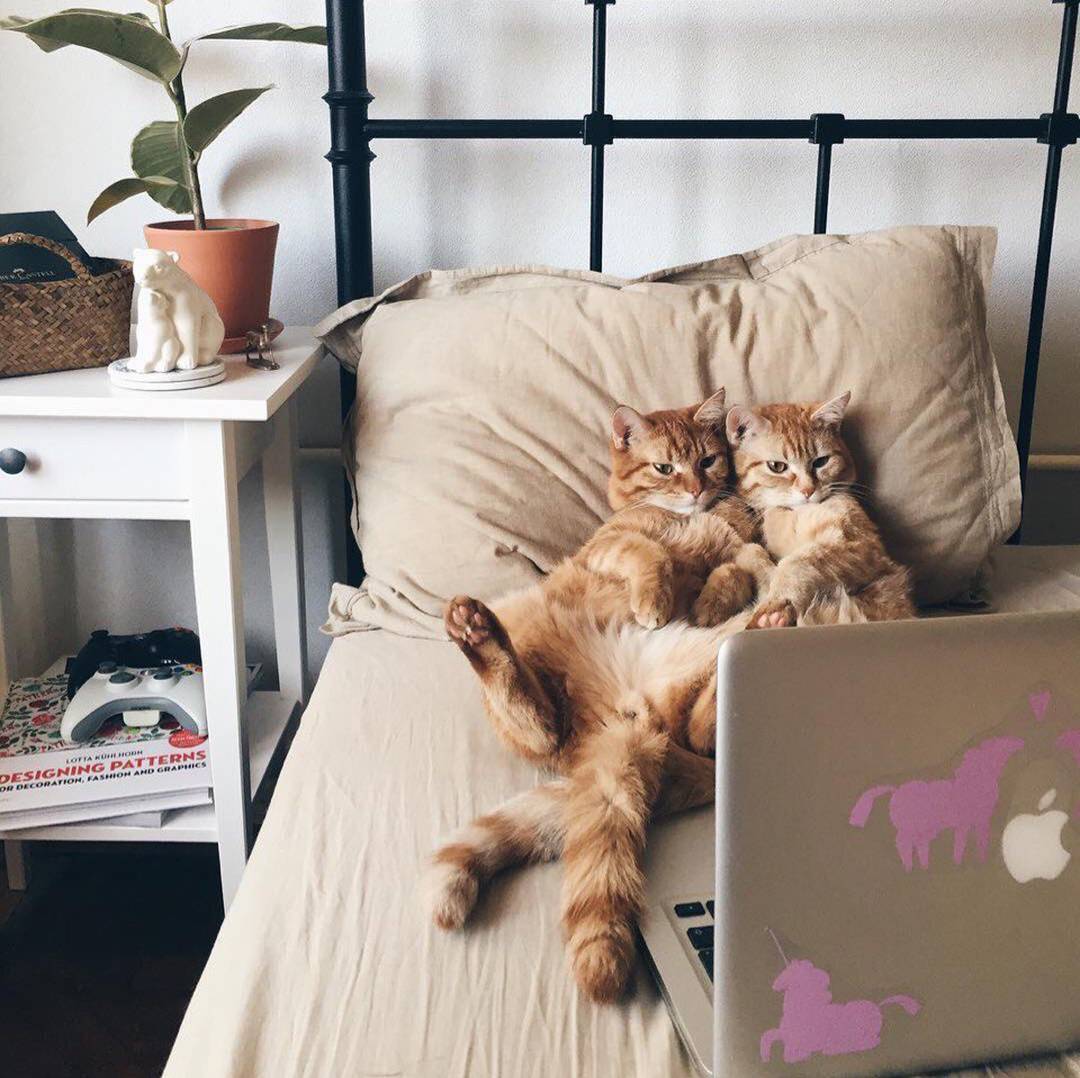kitty & cat posts / memes