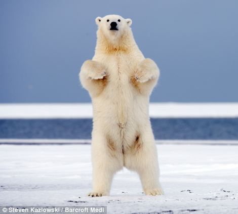 loveforallbears:Dancing on ice: Young polar bear caught on camera strutting his stuff with his frien