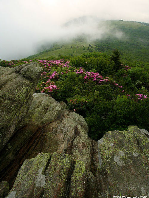 quiet-nymph:Photography by TRBPhotographyLLC