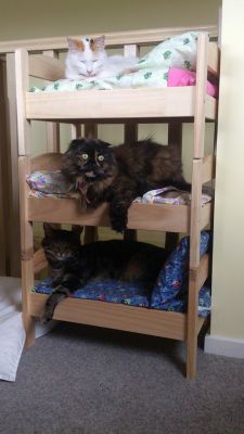 awwww-cute:  I also bought IKEA beds for my cats