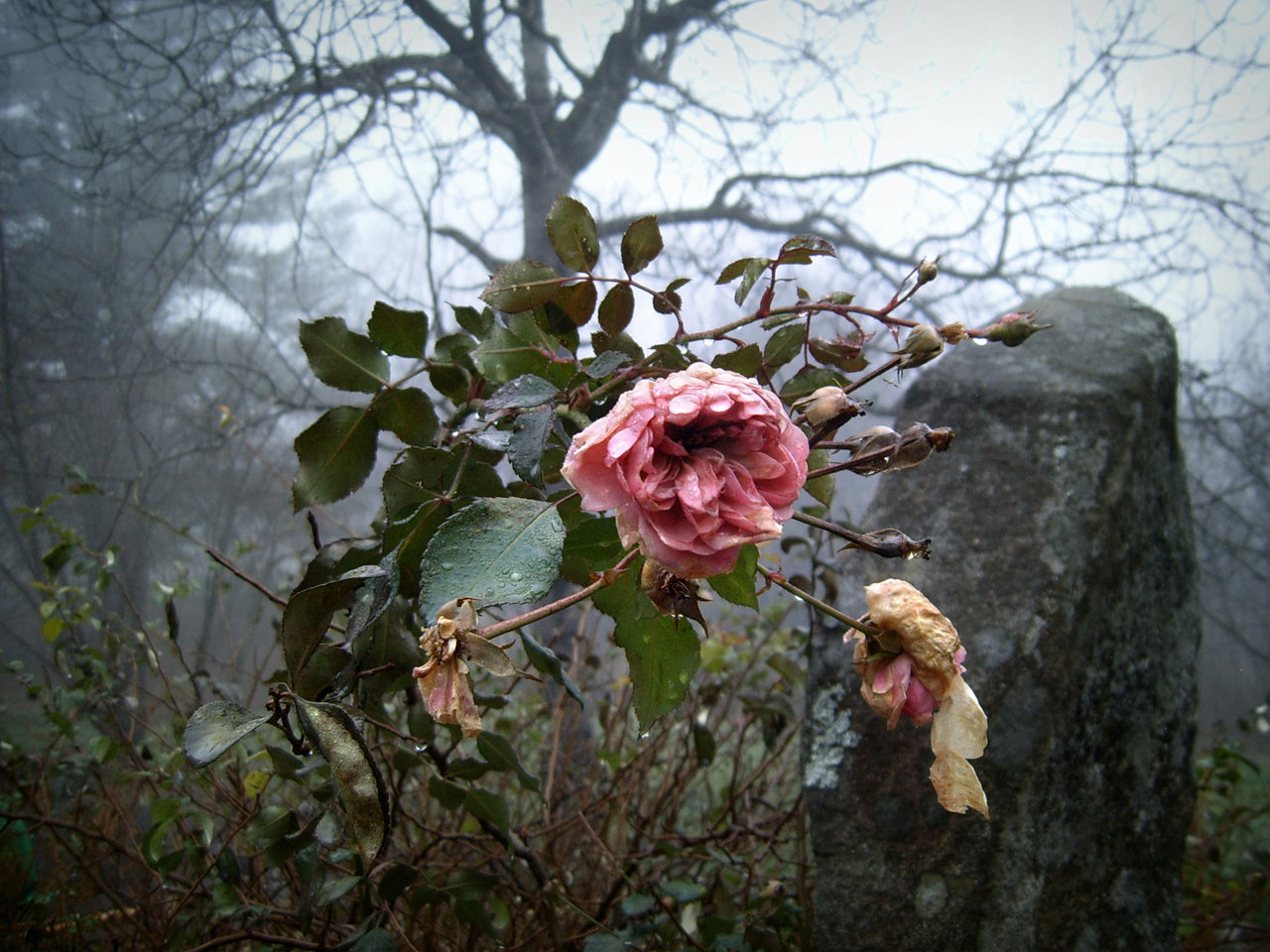 rasluka17:  November Rose by TheDarkestwolf 