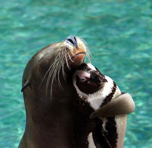 battinasprinkle:  this night has sucked. here’s some cute animal friends.