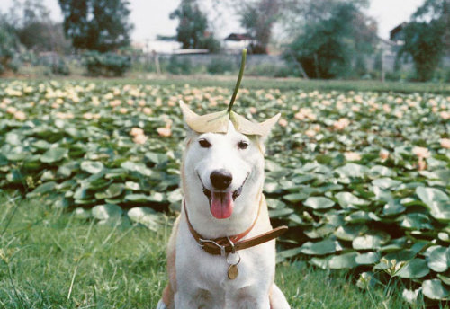 meowoofau:the dog that can’t stop smilingGluta was just another stray dog, living in the stree