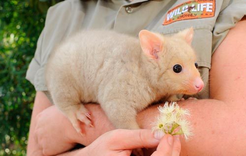 eearth - thesylverlining - fytmbrlrl - golden brushtail possumi...