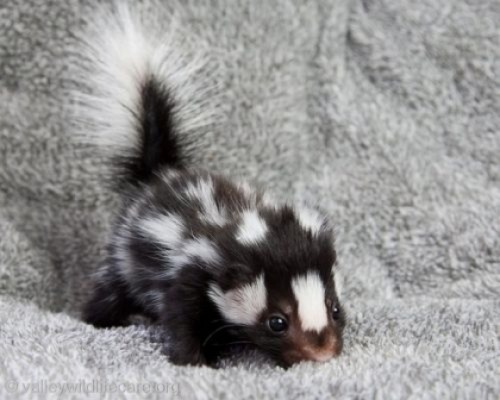 Baby Animal Posts