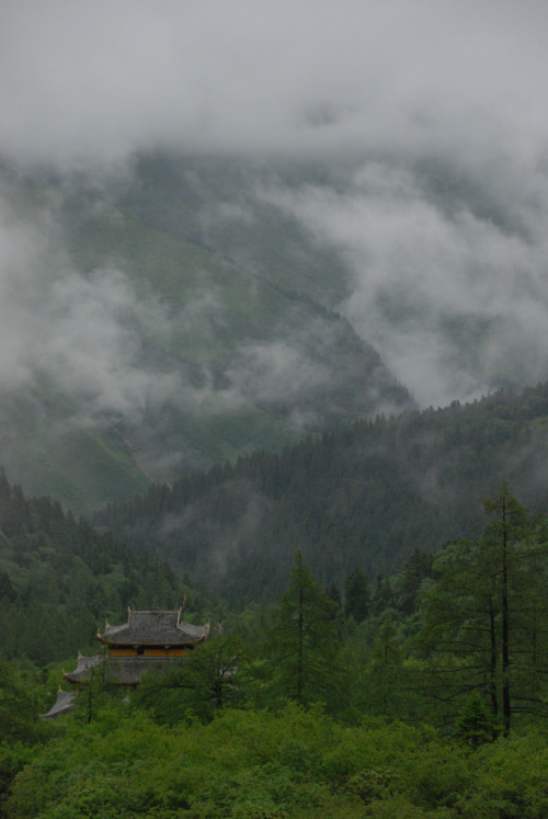 Temple in the ForestBy : Tim Ellis