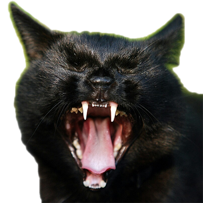 trashfirefallon:  more transparent screaming cats