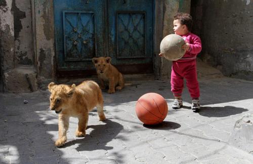 arabianblogger: Palestinian children playing with lion cubs in the southern Gaza Strip - Rafah. Sour